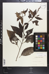 Collinsonia canadensis image