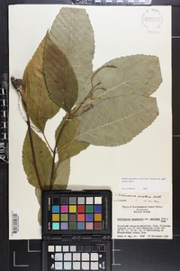 Collinsonia canadensis var. punctata image