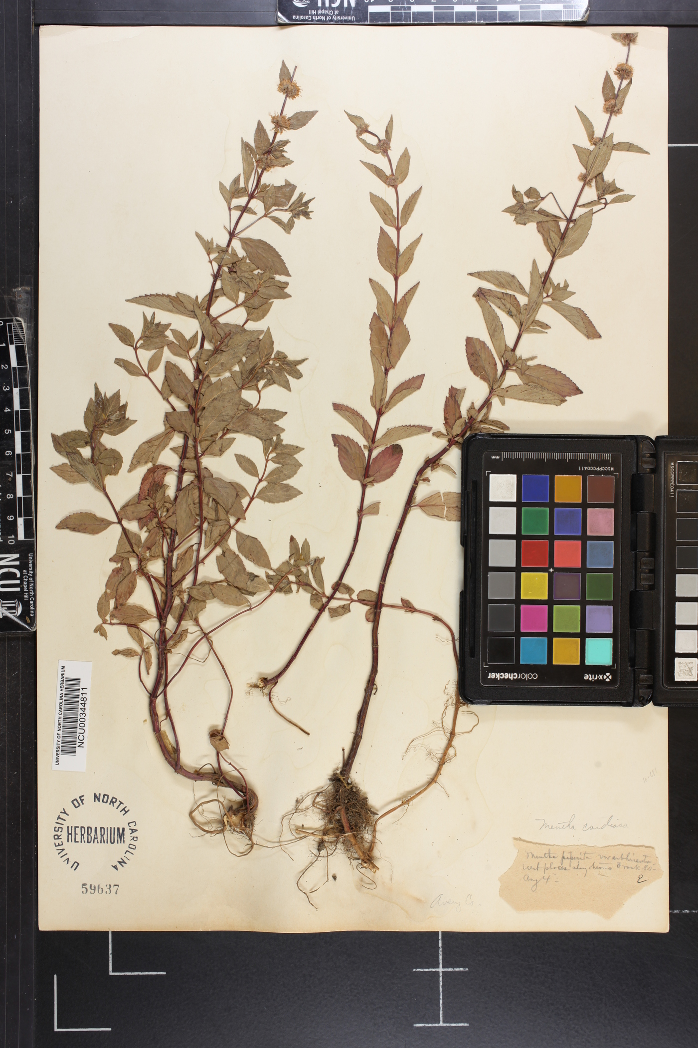 Mentha x gracilis image