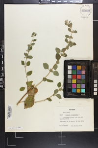 Melissa officinalis image