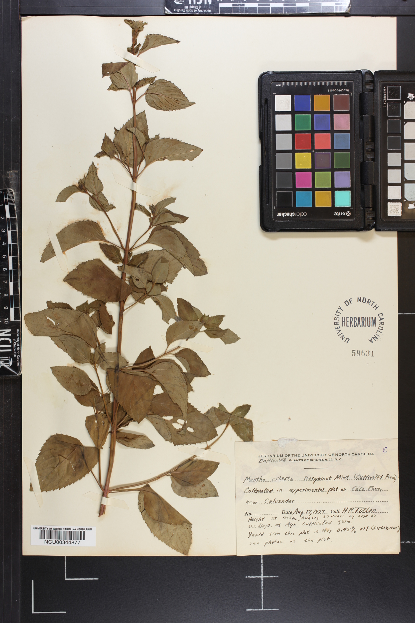 Mentha citrata image