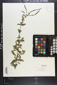 Mentha spicata image