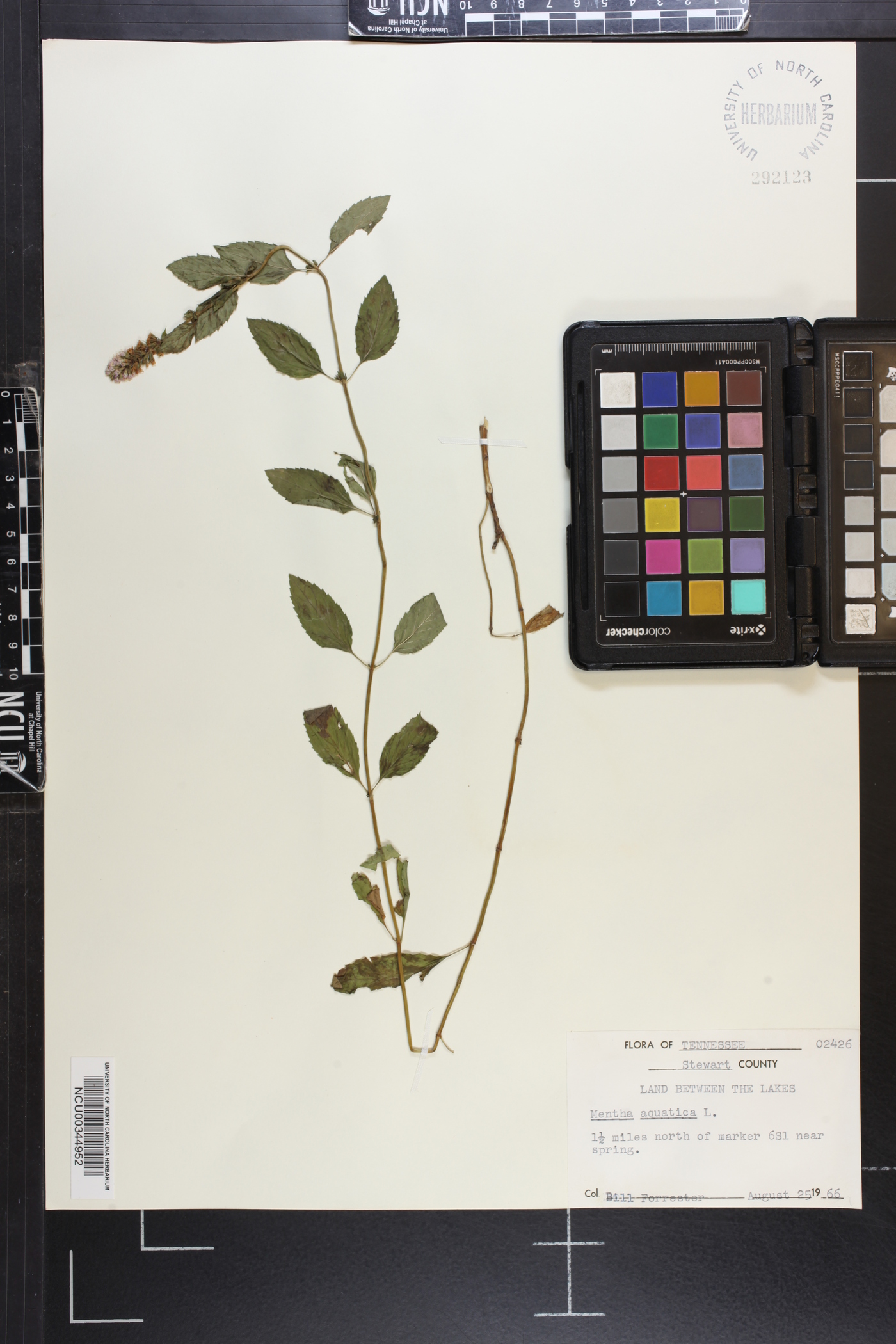 Mentha aquatica image