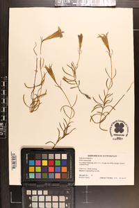 Gentiana autumnalis image