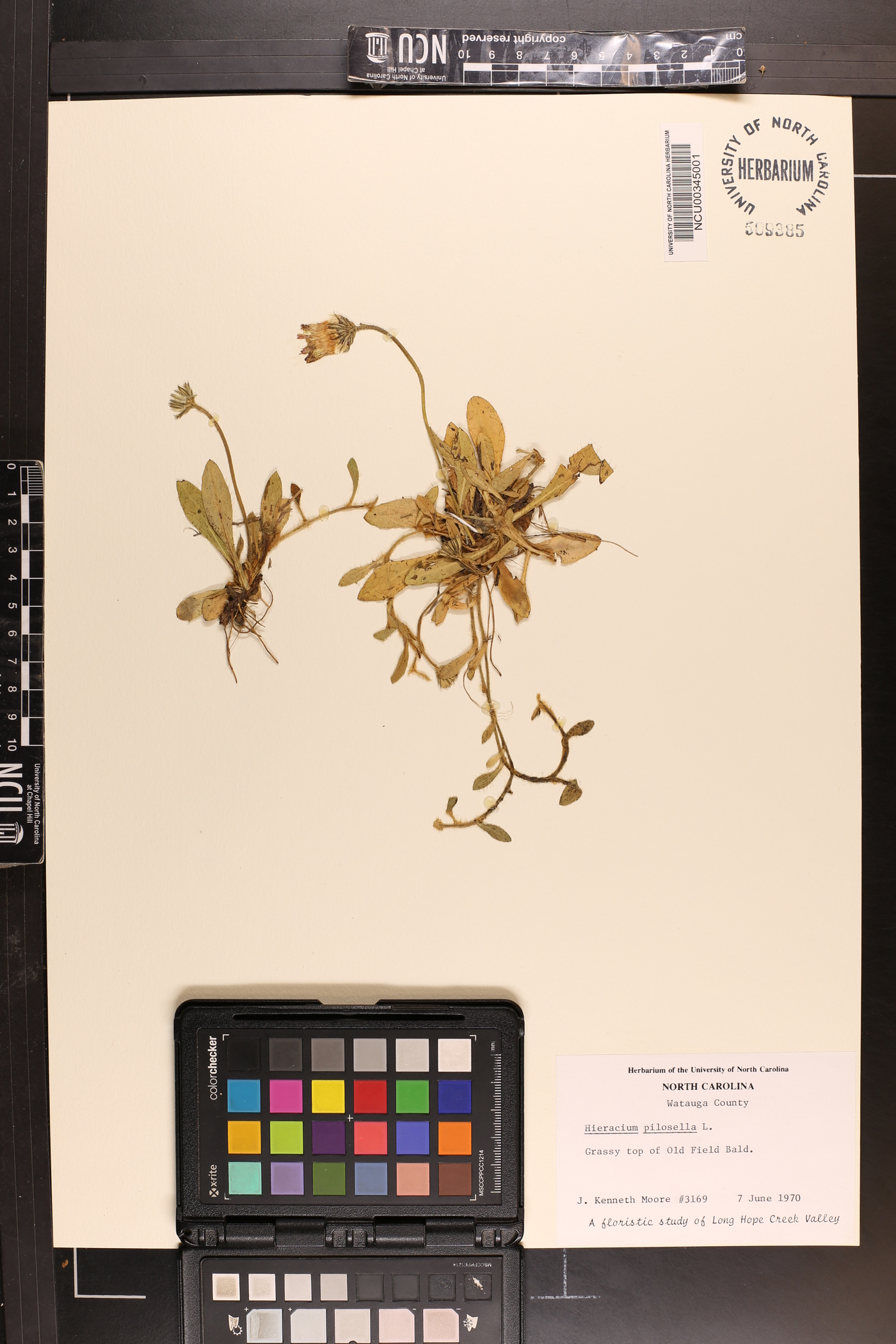 Pilosella officinarum image