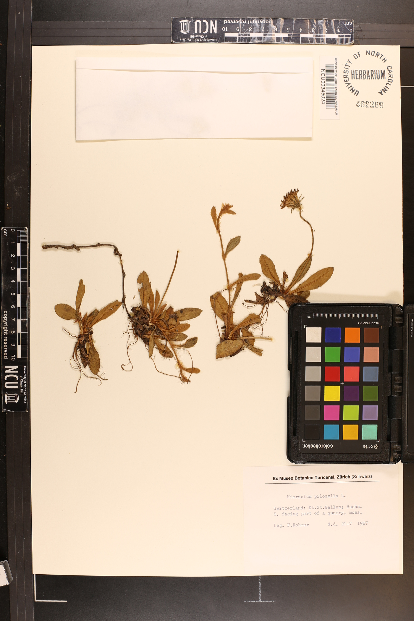Pilosella officinarum image