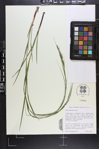 Carex virescens image