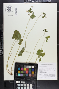 Thalictrum clavatum image