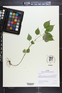 Pilea pumila image