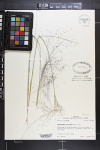 Muhlenbergia capillaris image