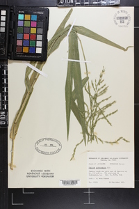 Panicum gymnocarpon image