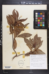 Icacorea paniculata image