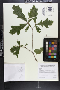 Quercus sinuata var. sinuata image