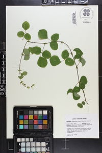 Desmodium rotundifolium image