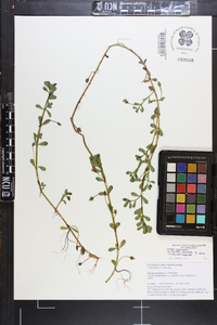 Bacopa monnieri image