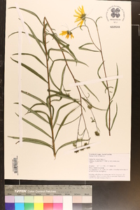 Helianthus angustifolius image