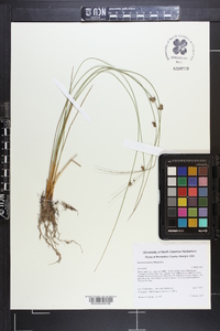 Juncus coriaceus image