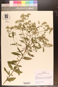 Eupatorium semiserratum image