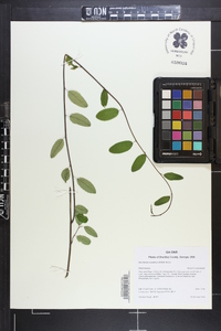 Berchemia scandens image