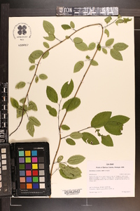 Berchemia scandens image