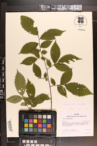 Ulmus alata image