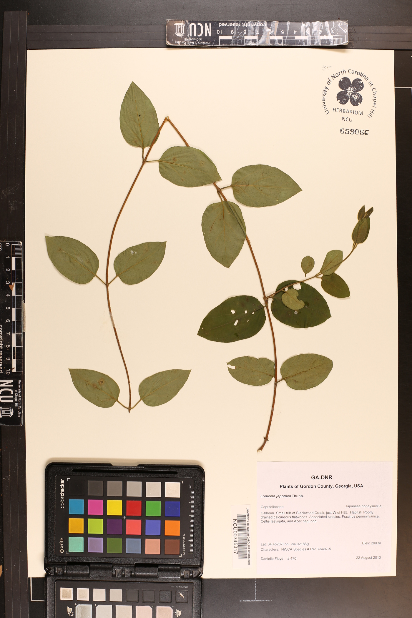 Lonicera acuminata image