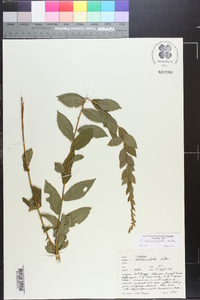 Solidago latissimifolia image