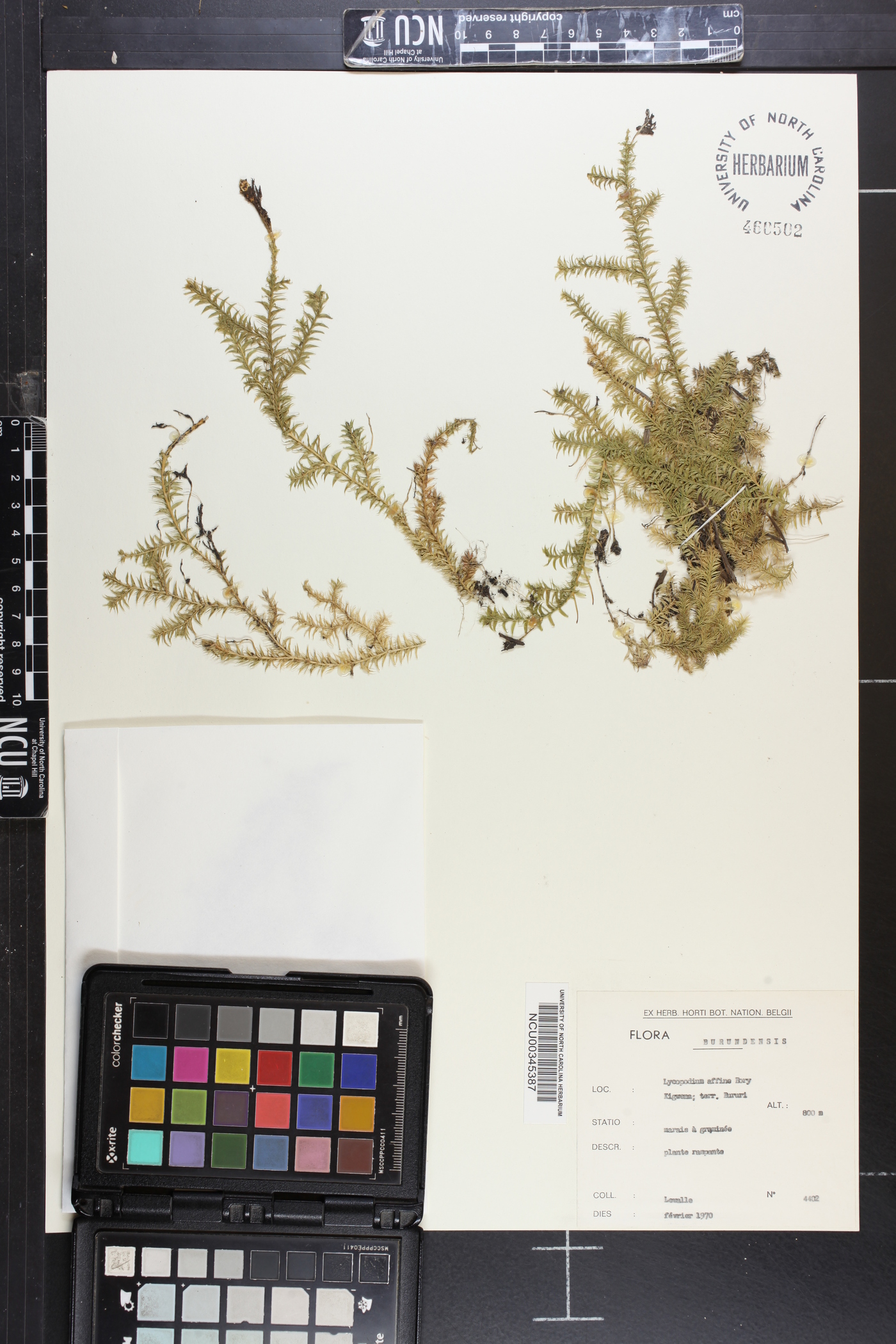 Lycopodium affine image