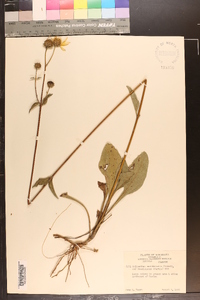 Helianthus occidentalis var. dowellianus image