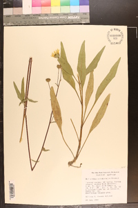 Helianthus occidentalis image