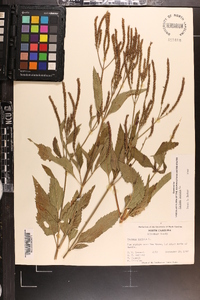 Verbena hastata image