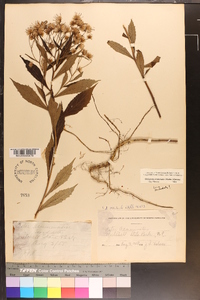 Oclemena acuminata image