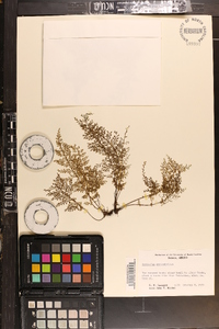 Asplenium myriophyllum image