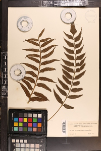 Asplenium sanguinolentum image