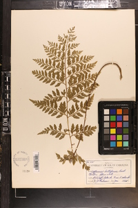 Asplenium bulbiferum image