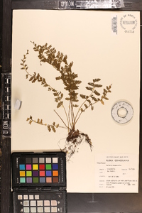 Asplenium dregeanum image