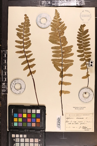 Asplenium sulcatum image