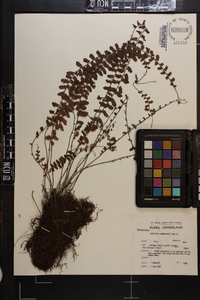 Asplenium sandersonii image