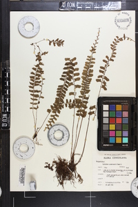 Asplenium sandersonii image