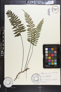 Asplenium unilaterale image