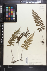Asplenium unilaterale image