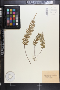 Asplenium unilaterale image