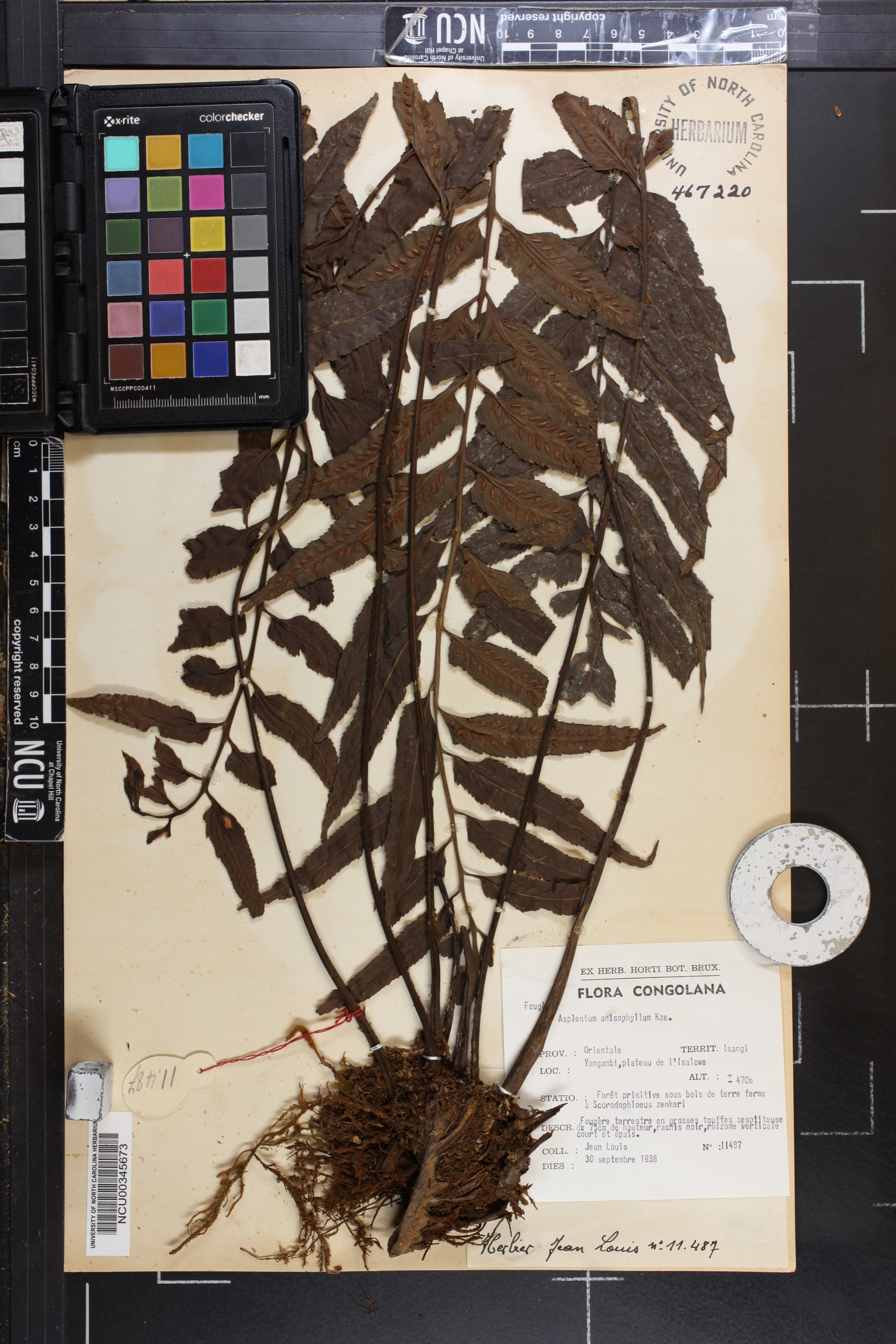 Asplenium anisophyllum image