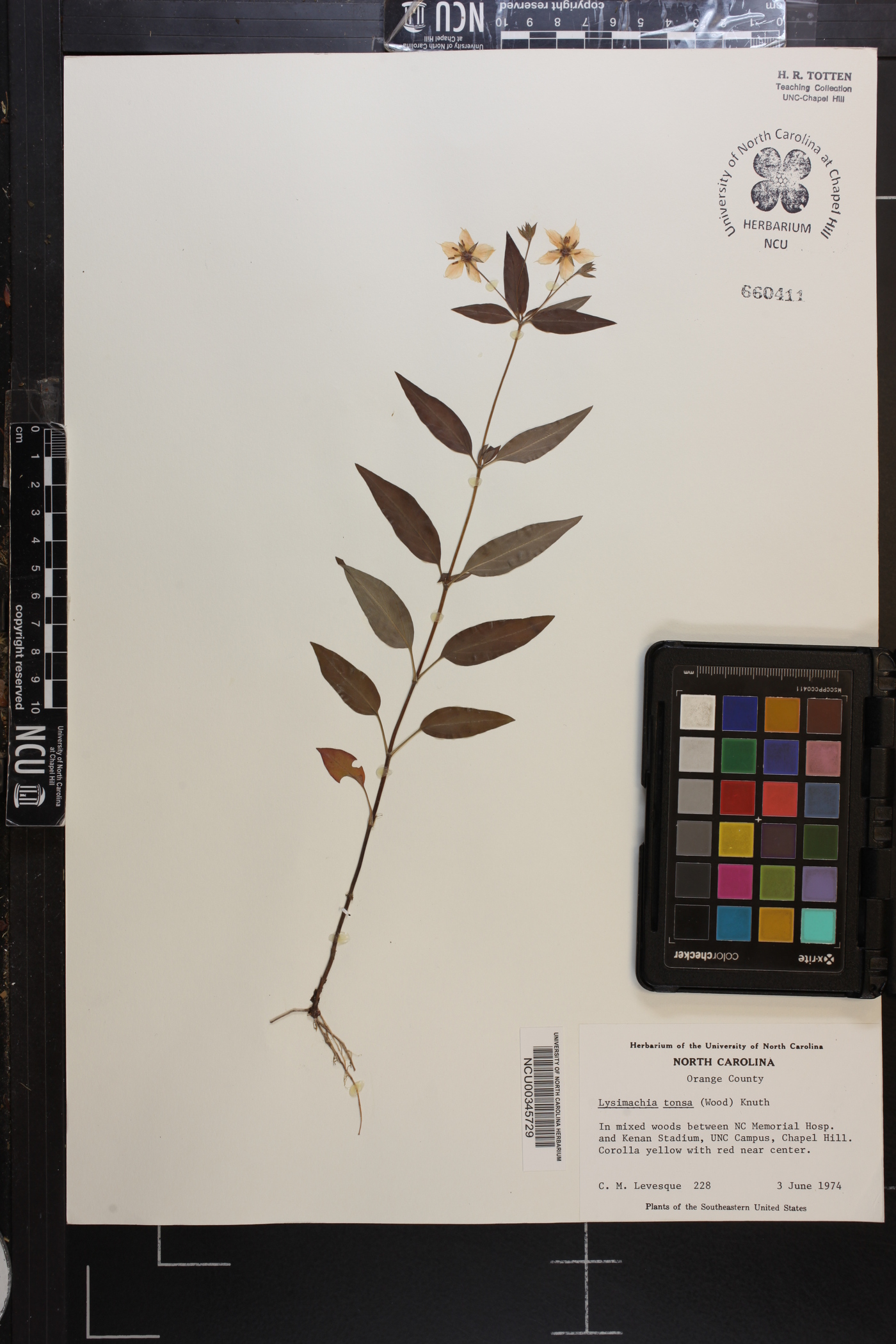 Lysimachia tonsa image