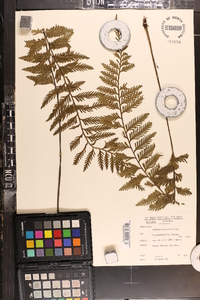 Asplenium loxoscaphoides image