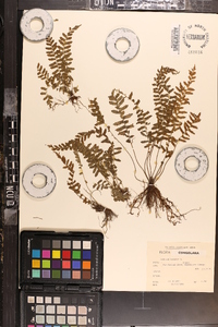 Asplenium lunulatum image