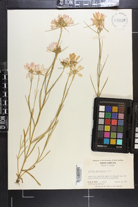 Sabatia gentianoides image