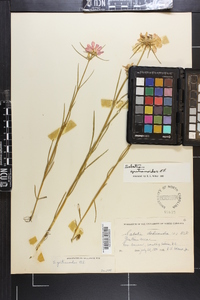 Sabatia gentianoides image