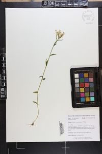 Sabatia quadrangula image