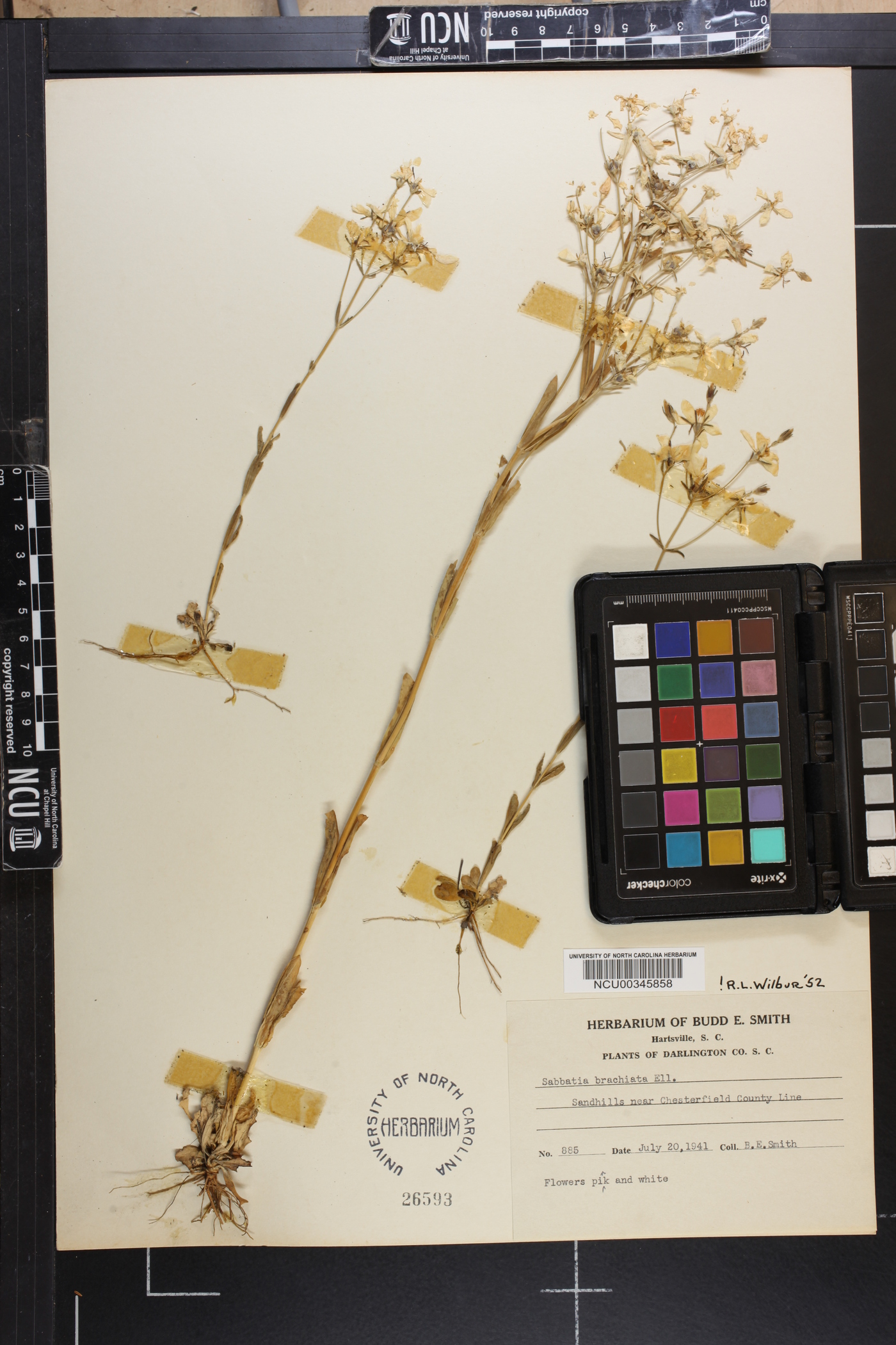 Sabatia brachiata image